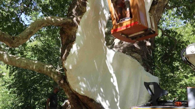 HBB ASIRLIK ÇINARLARI ÖZENLE KORUYOR