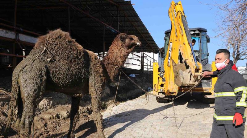 HBB İTFAİYE EKİPLERİ SU KANALINA DÜŞEN DEVEYİ KURTARDI