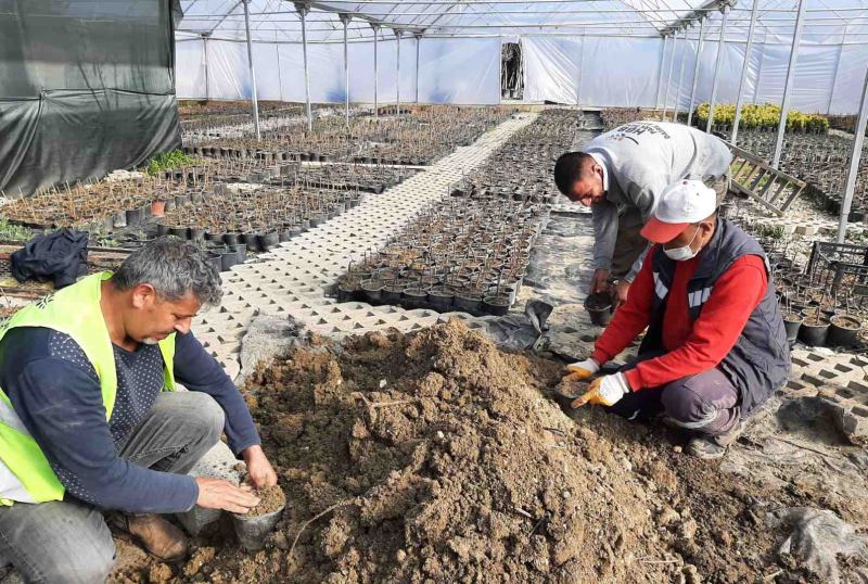 HBB’NİN ÜRETTİĞİ BİTKİLERLE HATAY DAHA YEŞİL OLACAK