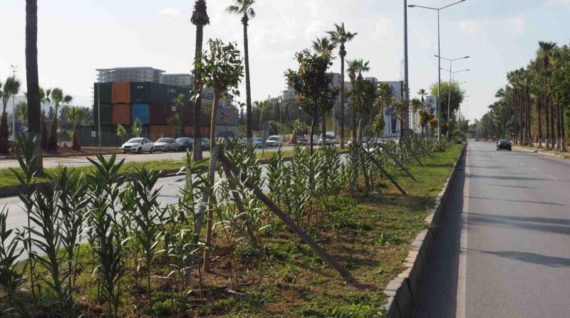 ORTA REFÜJ VE KAVŞAKLARDA BİTKİLENDİRME ÇALIŞMALARI DEVAM EDİYOR