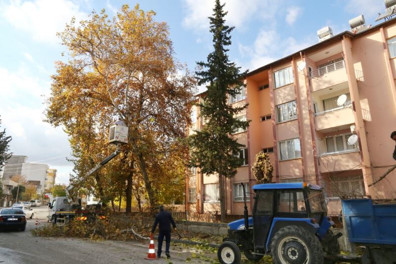 MEVSİMSEL BUDAMA ÇALIŞMALARI SÜRÜYOR