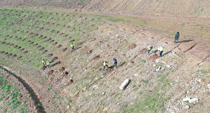 İlimtepe dolgu alanı ağaçlandırılıyor