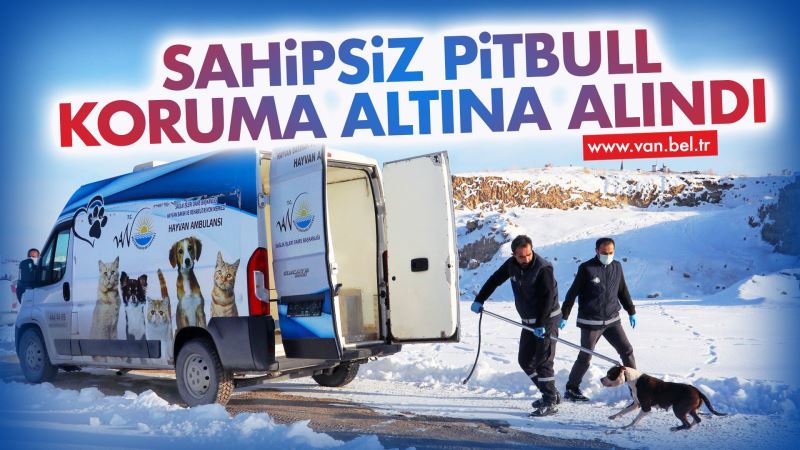 SAHİPSİZ PİTBULL CİNSİ KÖPEK KORUMA ALTINA ALINDI