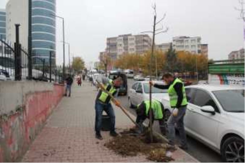4 BİN 807 ADET AĞAÇ DİKİLDİ
