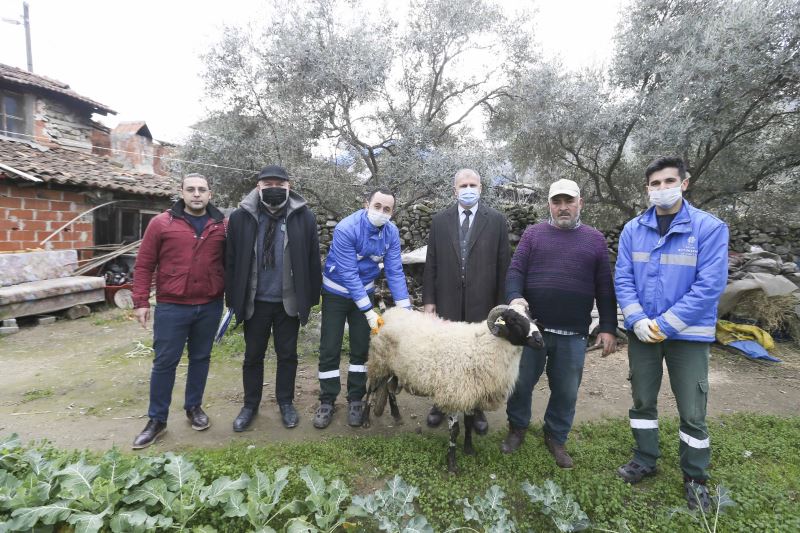 AYDIN BÜYÜKŞEHİR BELEDİYESİ’NİN KOYUN HİBE DESTEĞİ İLE SÜRÜLER BÜYÜYOR