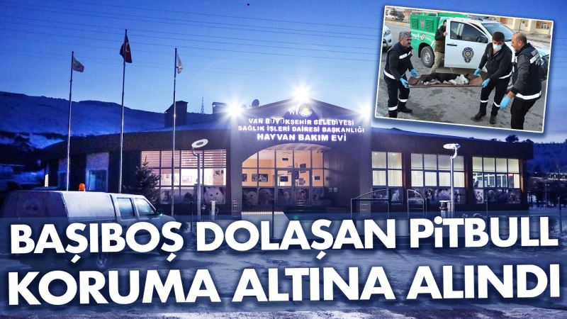BAŞIBOŞ DOLAŞAN PİTBULL KORUMA ALTINA ALINDI