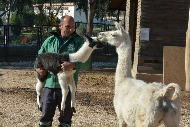 Tarsus Doğa Parkı’nda İlk Kez Lama Doğumu Gerçekleşti
