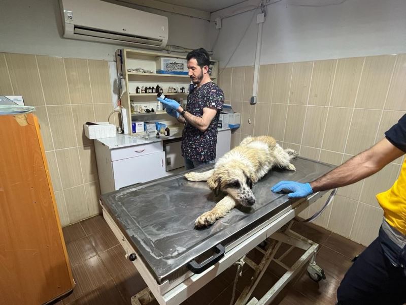 VETERİNER MÜDÜRLÜĞÜMÜZDEN 