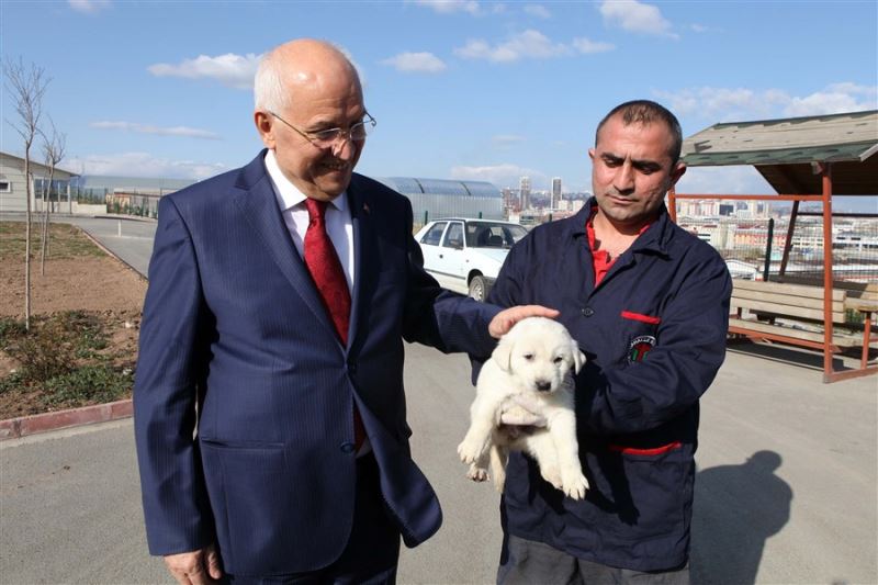 Can Dostlar İçin Yeni Barınak