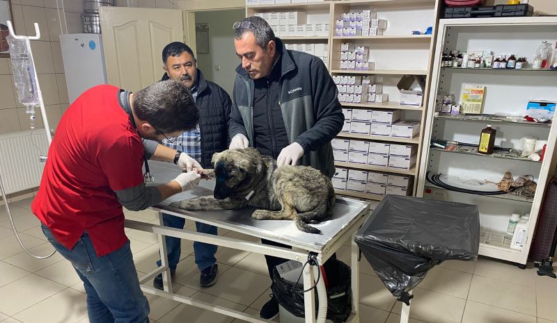TRAFİK KAZASINDA YARALANAN SOKAK KÖPEĞİNİN İLK TEDAVİSİ GERÇEKLEŞTİRİLDİ