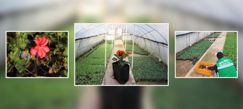 10 BİN METREKARELİK SERAMIZDA ÇİÇEK VE BİTKİLERİMİZİ YETİŞTİREREK TASARRUF SAĞLIYORUZ