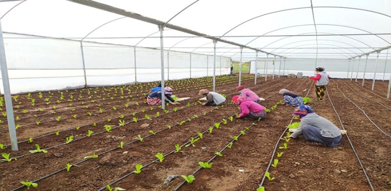 SİVEREK’TE KADIN İSTİHDAMINA YÖNELİK KURULAN  PROJEDE İLK SEBZELER EKİLDİ