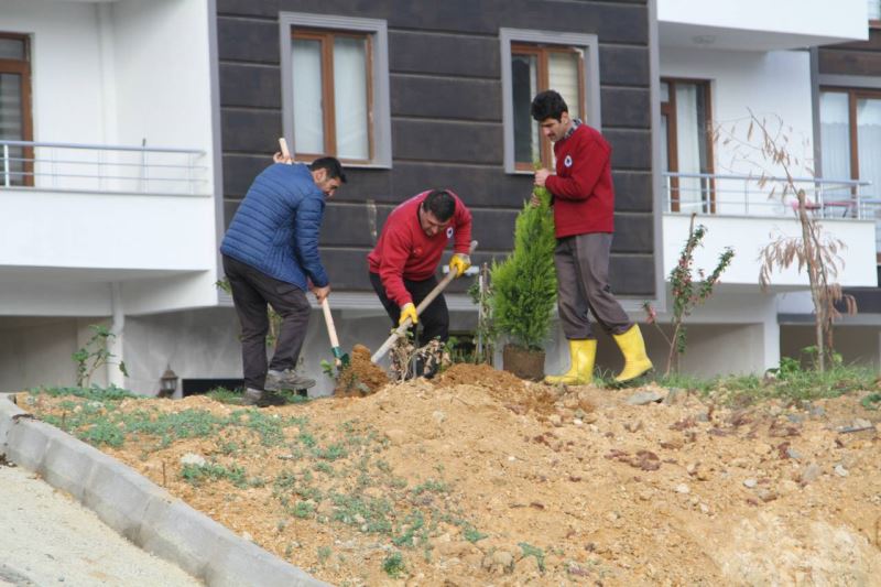 Mevsimlik çiçek, süs bitkisi ve ağaç dikimi