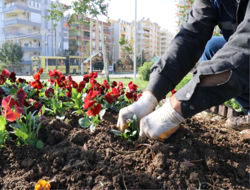 HALİLİYE’DE PEYZAJ ÇALIŞMALARI İLE PARKLAR YEŞİLLENİYOR