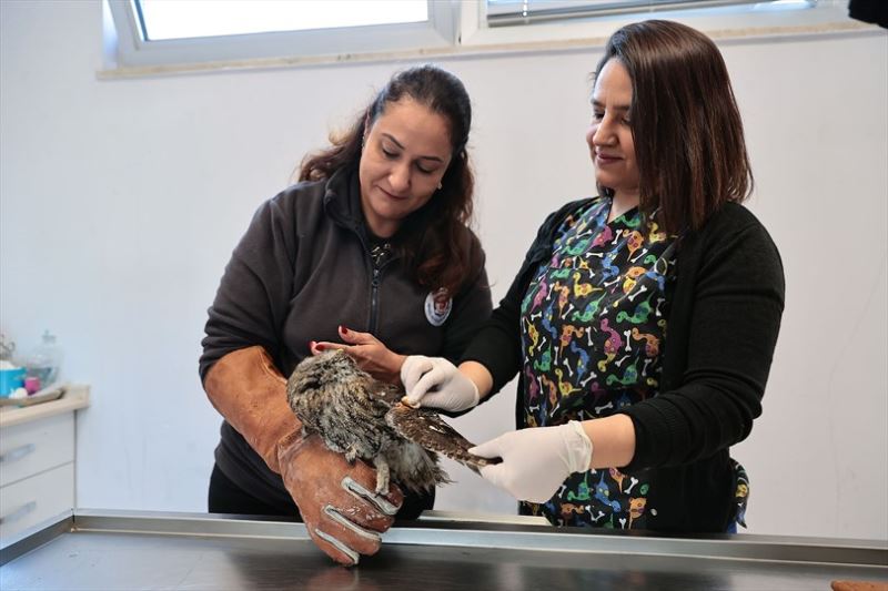 Yaban dostlarına Büyükşehir şefkati