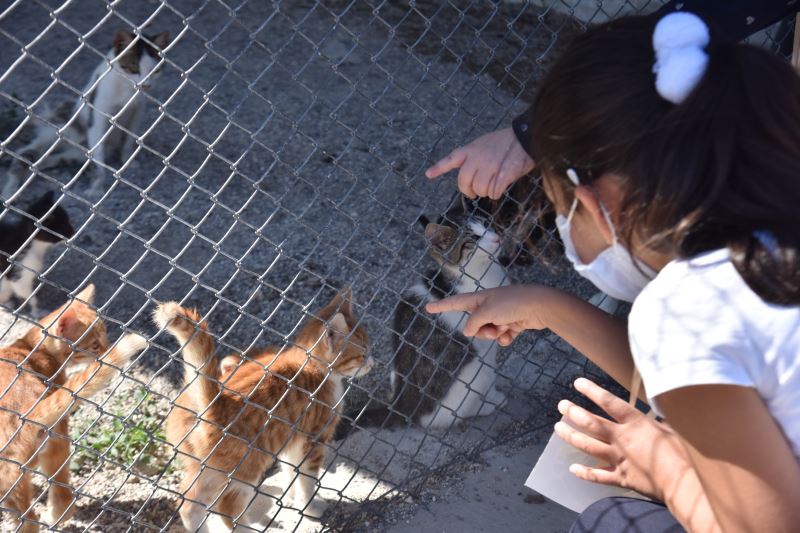 EVDE BAKILAN KEDİ VE KÖPEKLER İÇİN MİKROÇİP UYARISI