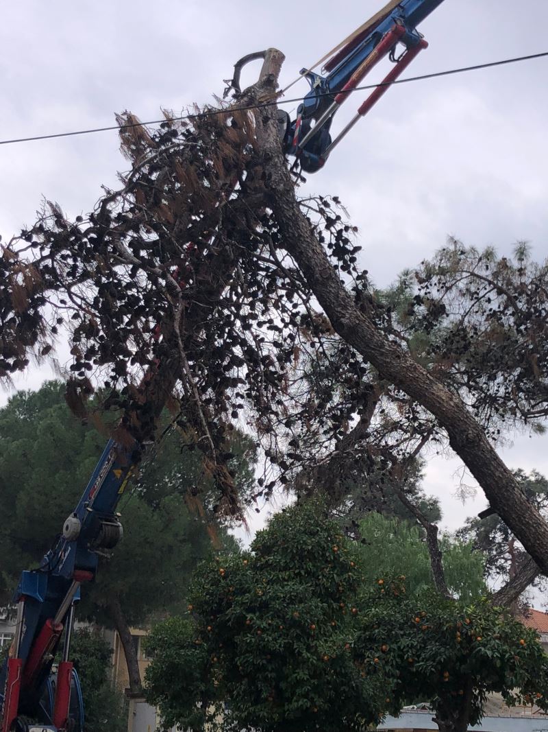 Nazilli Belediyesi’nden kuruyan çam ağaçları için önlem