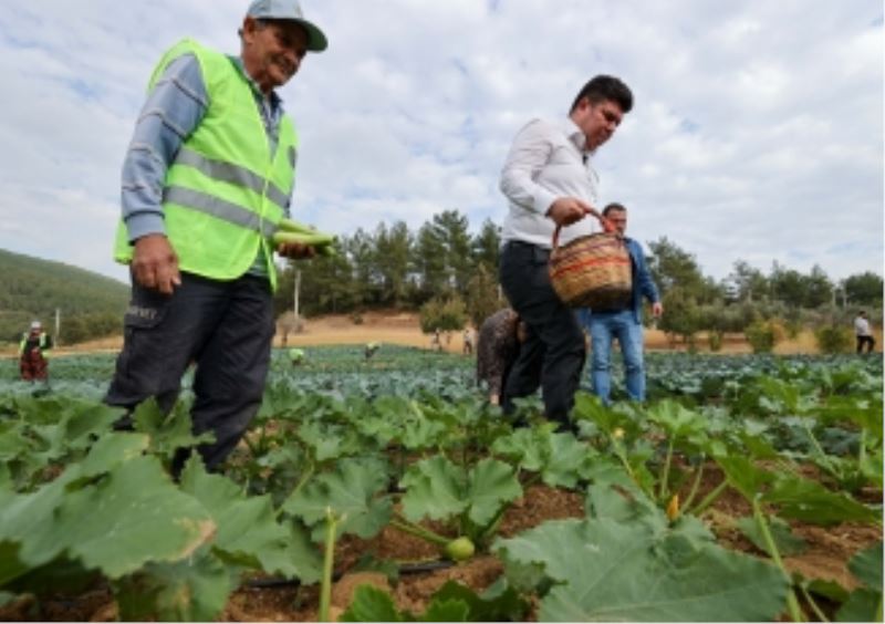 Buca’da Belediye-Kooperatif işbirliği, tarımı canlandırdı