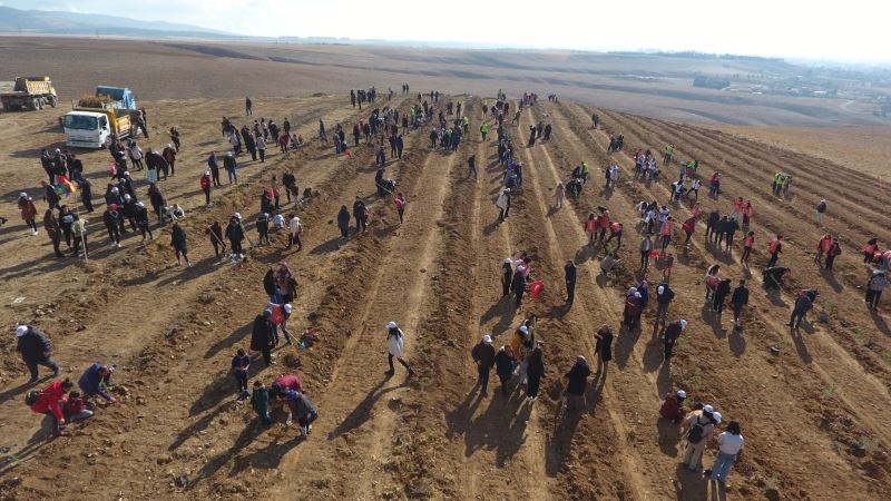 KIRŞEHİR BELEDİYESİ, KERVANSARAY MAHALLESİ’NDE 3 BİN 500 ADET SEDİR, KARAÇAM VE MEŞE FİDANINI TOPRAKLA BULUŞTURDU