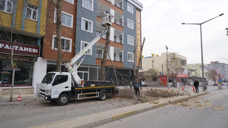 AĞAÇLARA KIŞ BAKIMI