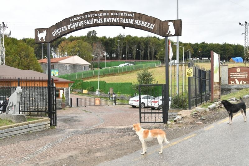 Sağ gözü yoktu, sağ arka bacağı ise ağır yaralıydı