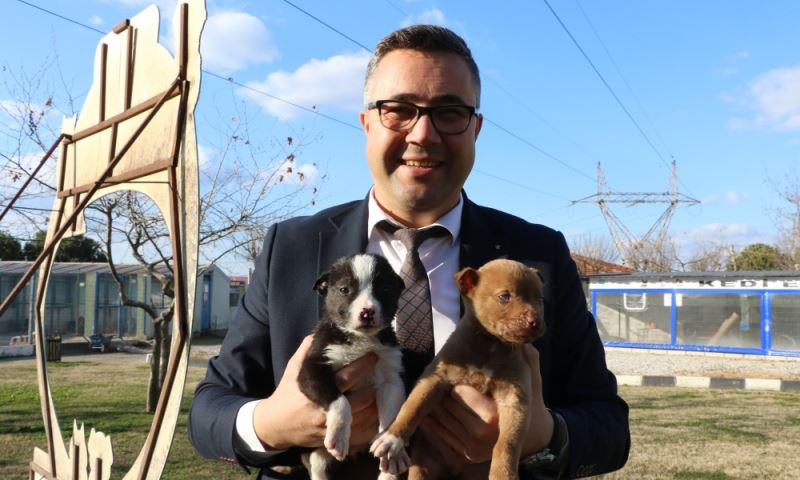 Yasaklı Irk Köpeklerin Sayısı 240
