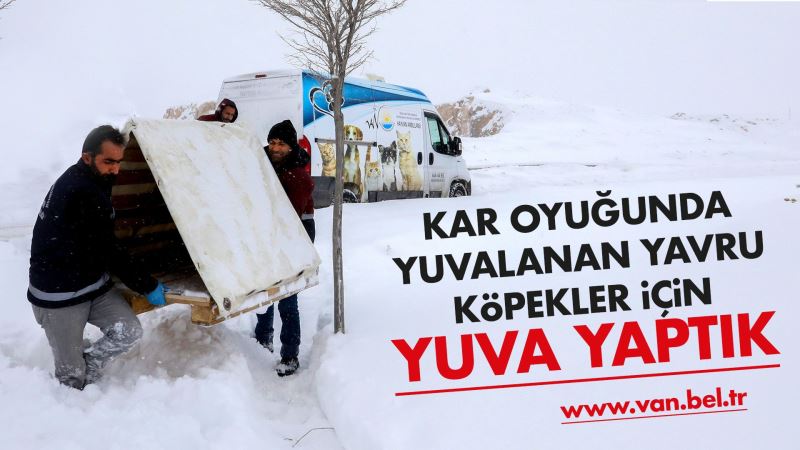 KAR OYUĞUNDA YUVALANAN YAVRU KÖPEKLER İÇİN YENİ YUVA YAPTIK