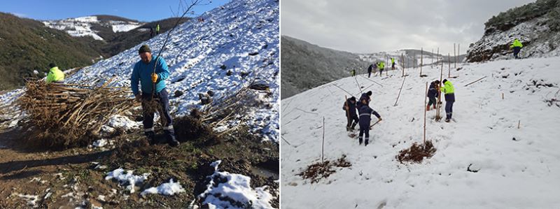 Bal ormanında ağaç dikimi devam ediyor