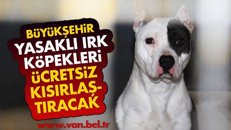 BÜYÜKŞEHİR BELEDİYEMİZ YASAKLI IRK KÖPEKLERİ ÜCRETSİZ KISIRLAŞTIRACAK