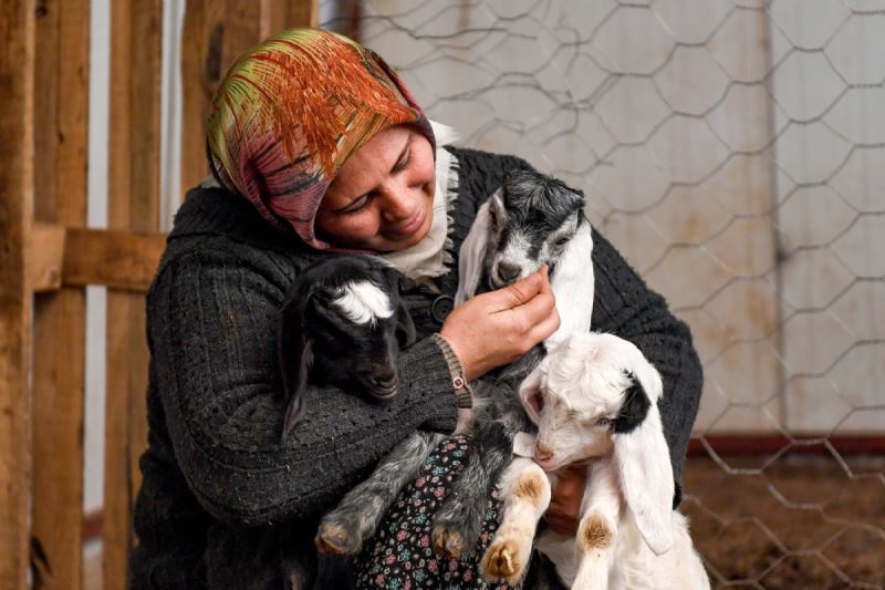 Mersin Büyükşehir’in ‘Haydi Gel Köyümüze Destek Verelim’ Projesi Damızlıklarla Çoğalıyor