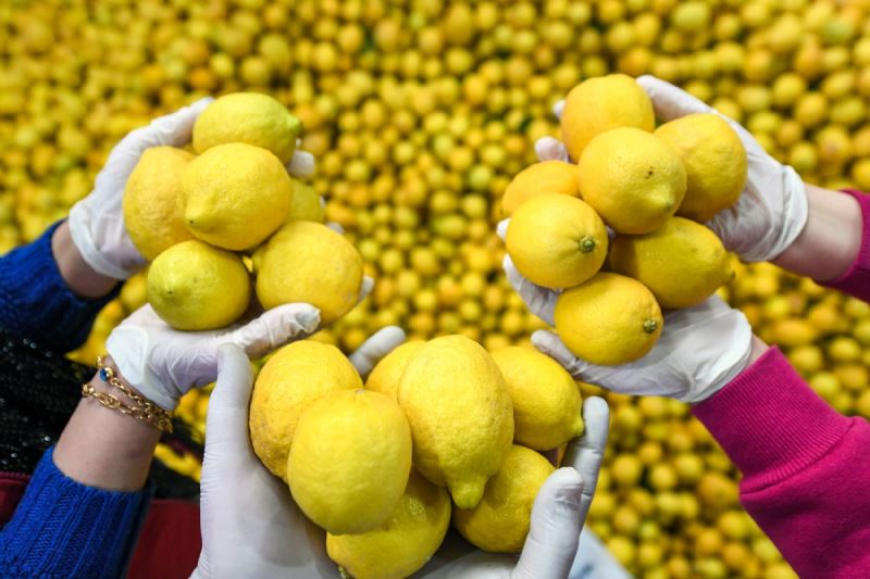 Mersin Büyükşehir, 3 İlçede 10 Ton Limon Dağıttı