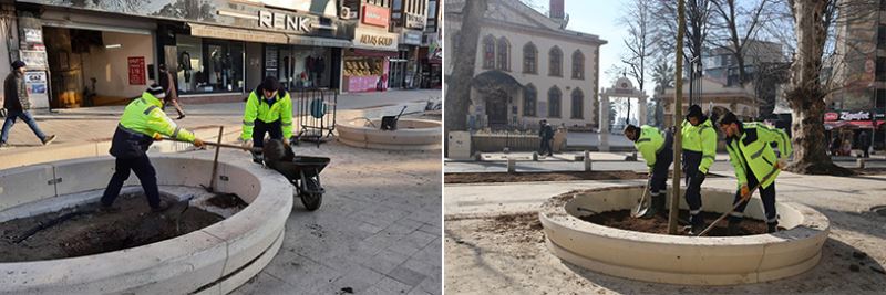 Asırlık çınarlara yenileri ekleniyor
