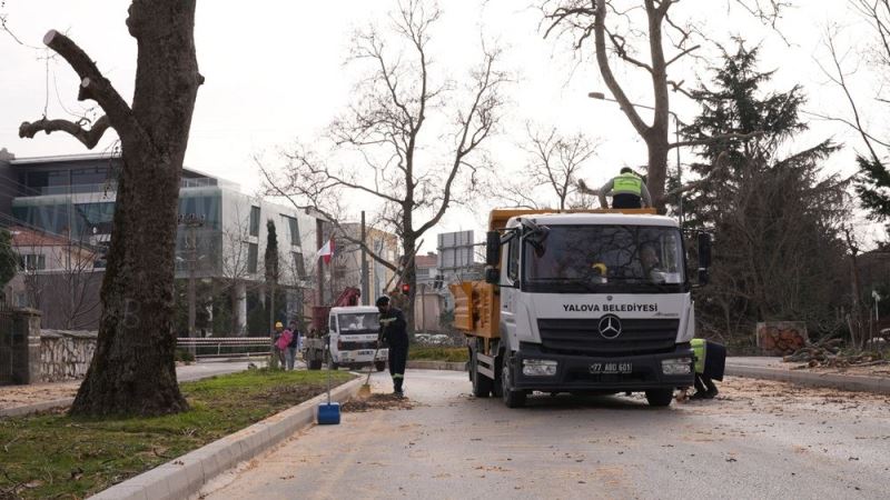 TARİHİ ÇINAR AĞAÇLARIN BAKIMLARI YAPILIYOR