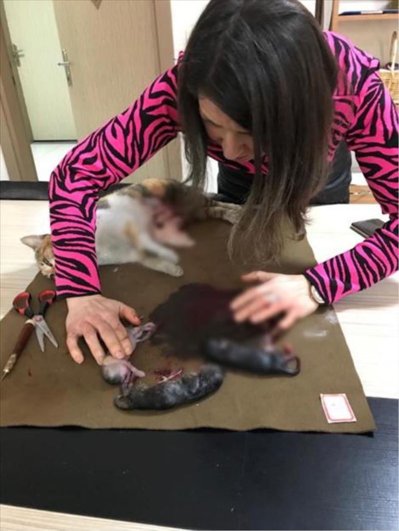 Ölen Hamile Kedinin Karnını Açıp Yavrularını Kurtardı