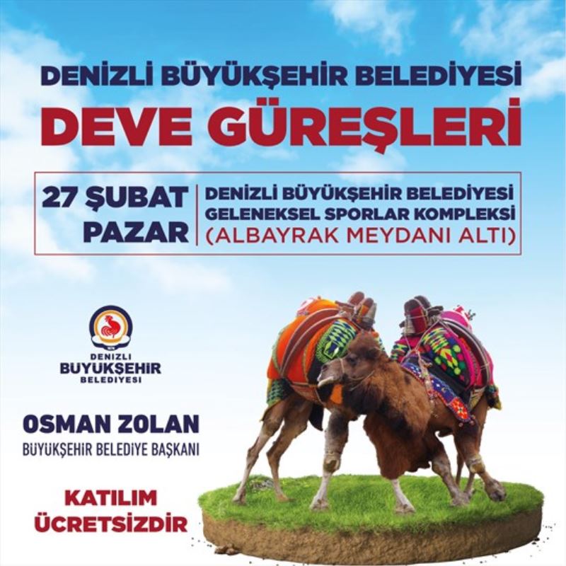 Deve güreşi heyecanı Denizli’de
