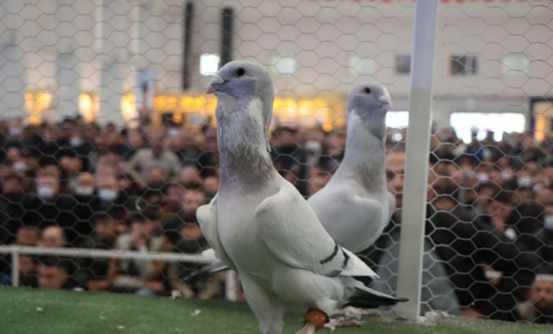 Güvercin Güzellik Yarışması Renkli Görüntülere Sahne Oldu