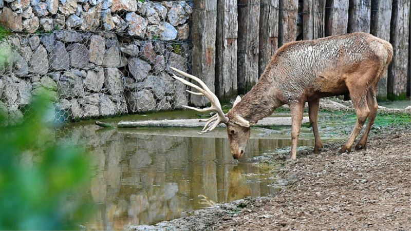 İzmir Doğal Yaşam Parkı’nın 54 sakini artık Uşaklı