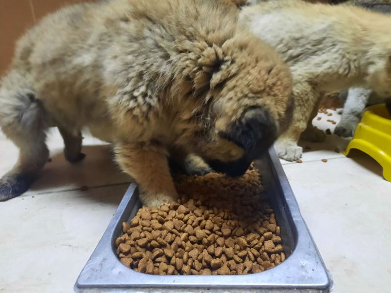 BÜYÜKŞEHİR DONMAK ÜZERE OLAN 63 YAVRU KÖPEĞİ SON ANDA ÖLÜMDEN KURTARDI