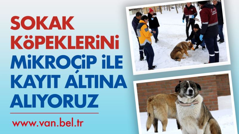 BÜYÜKŞEHİR SOKAK KÖPEKLERİNİ 