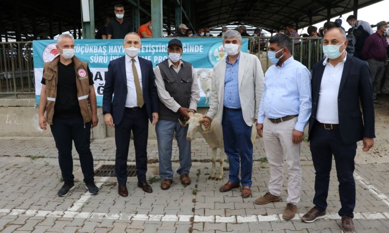 Hayvan Üreticilerine Damızlık Koç ve Teke Desteği
