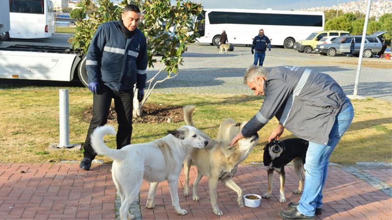 İzmir Büyükşehir Belediyesi can dostlara mama dağıtımını arttırdı