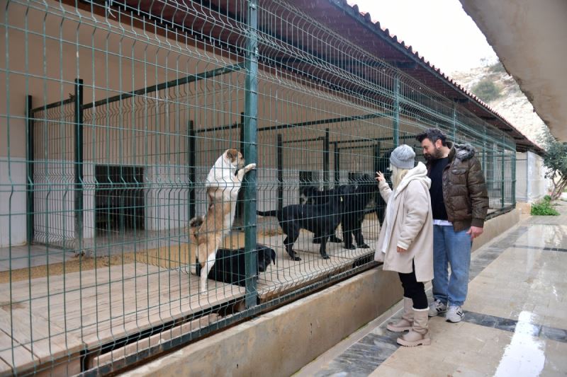 Gönüllü Hayvanseverler ve Büyükşehir İş Birliği Yaptı