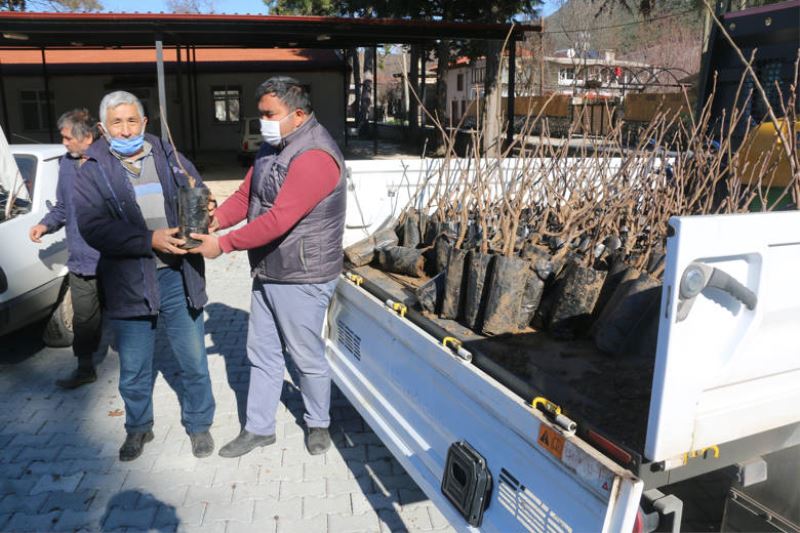 Antalyalı çiftçilere ceviz ve meyve ağacı fidanı dağıtılıyor