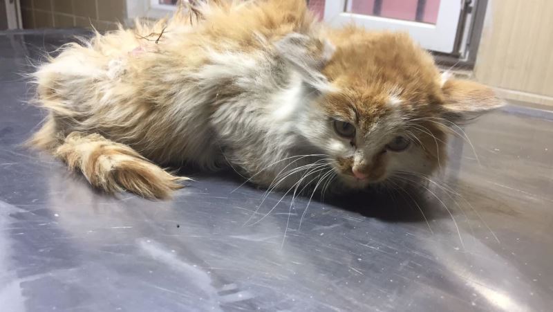 KAZADA YARALANAN KEDİYE ACİL MÜDAHALE