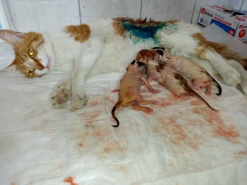 GEBE KEDİ SEZARYEN İLE DOĞUM YAPTI
