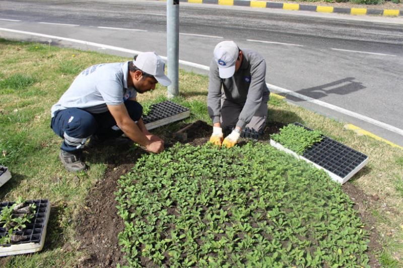 Kemer çiçekleriyle göz kamaştıracak     50 bin adet petunya toprakla buluştu
