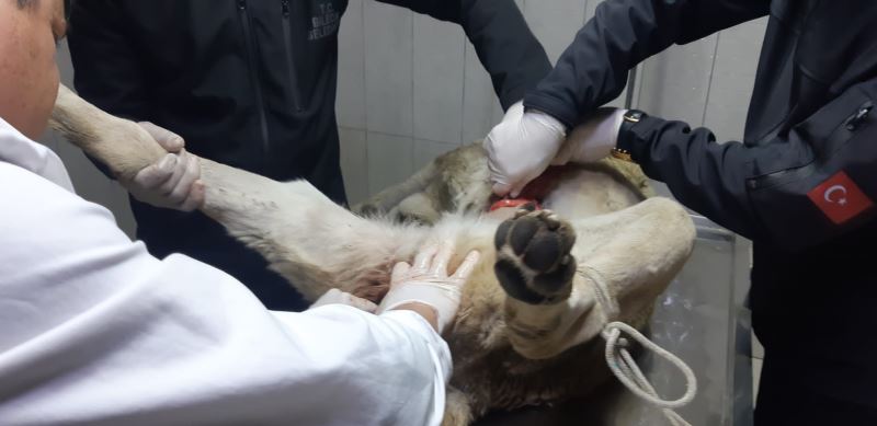 SOKAK KÖPEĞİ AMELİYATLA HAYATA TUTUNDU