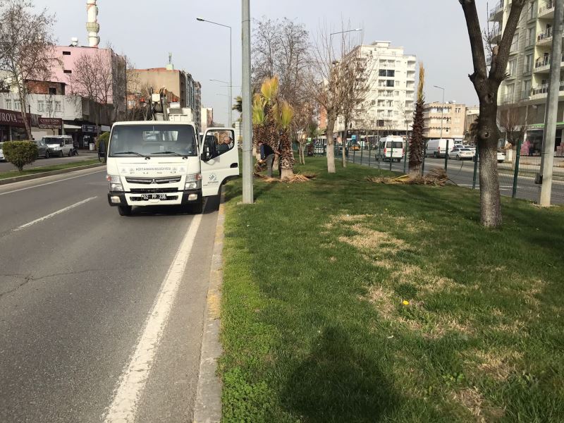 PALMİYELER TEK TEK BUDANDI