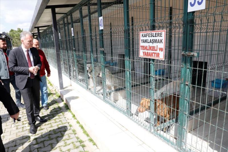 “Hayvanları Sokağa Terketmeyin, Barınağımıza Getirin”