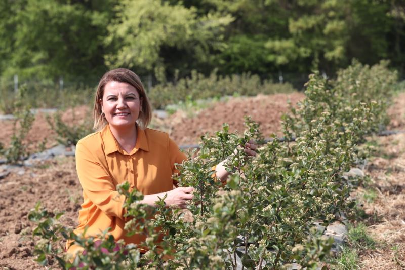 ÇİFTÇİYE ARONYA DESTEĞİ BU YIL DA SÜRECEK